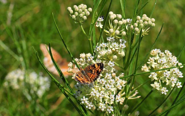 Asclepias subverticillata, Horsetail Milkweed, Southwest Desert Flora